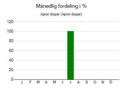 Apion dispar - månedlig fordeling