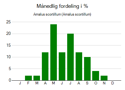 Amalus scortillum - månedlig fordeling