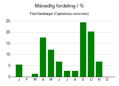 Flad Kantbæger - månedlig fordeling