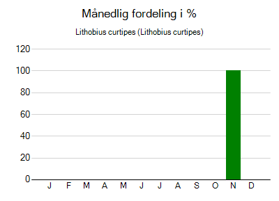 Lithobius curtipes - månedlig fordeling