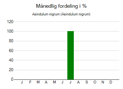 Asindulum nigrum - månedlig fordeling