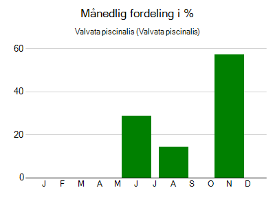 Valvata piscinalis - månedlig fordeling