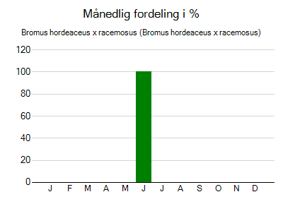 Bromus hordeaceus x racemosus - månedlig fordeling
