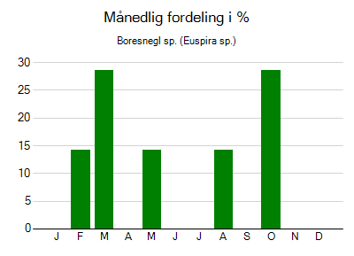 Boresnegl sp. - månedlig fordeling