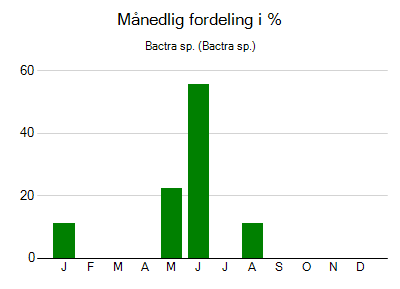 Bactra sp. - månedlig fordeling