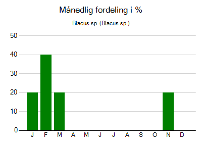 Blacus sp. - månedlig fordeling