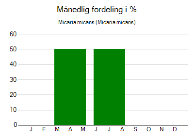 Micaria micans - månedlig fordeling