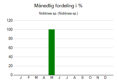 Niditinea sp. - månedlig fordeling