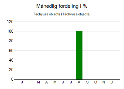 Tachyusa objecta - månedlig fordeling