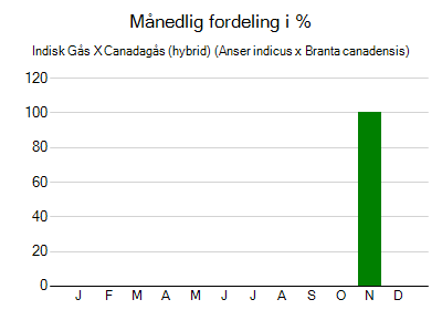 Indisk Gås X Canadagås (hybrid) - månedlig fordeling