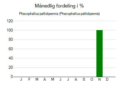 Phacophallus pallidipennis - månedlig fordeling