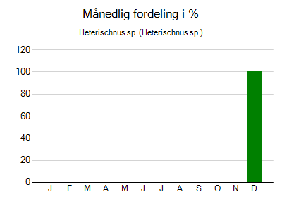 Heterischnus sp. - månedlig fordeling