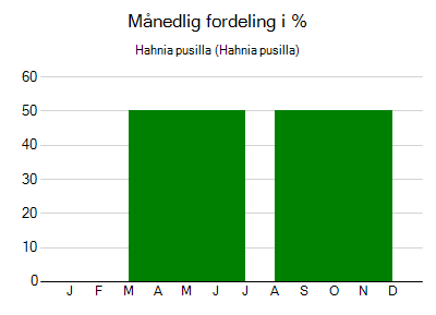 Hahnia pusilla - månedlig fordeling