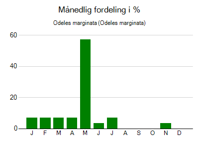 Odeles marginata - månedlig fordeling