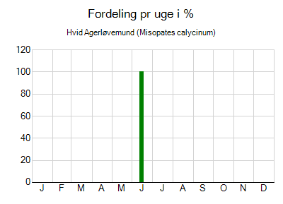 Hvid Agerløvemund - ugentlig fordeling