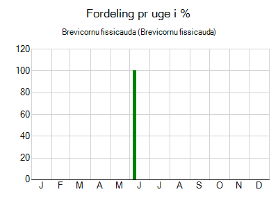 Brevicornu fissicauda - ugentlig fordeling