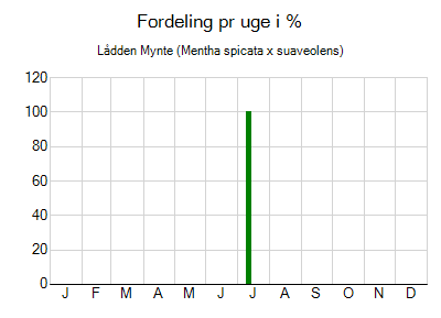 Lådden Mynte - ugentlig fordeling