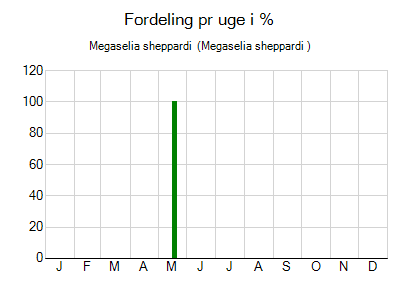 Megaselia sheppardi  - ugentlig fordeling