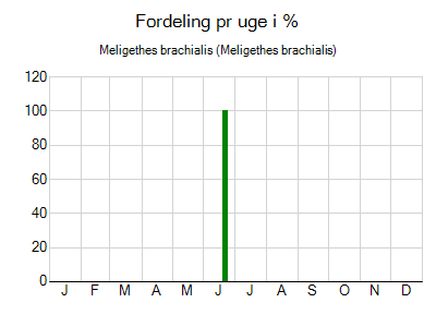 Meligethes brachialis - ugentlig fordeling