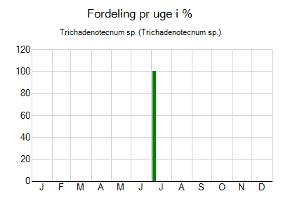 Trichadenotecnum sp. - ugentlig fordeling