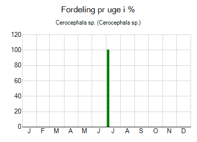 Cerocephala sp. - ugentlig fordeling