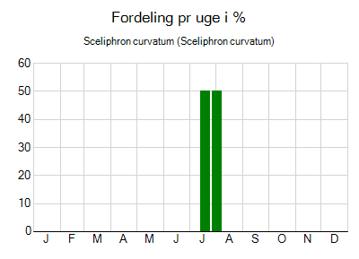 Sceliphron curvatum - ugentlig fordeling