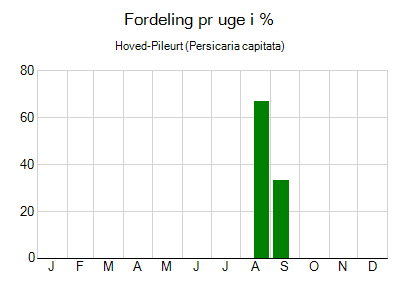 Hoved-Pileurt - ugentlig fordeling