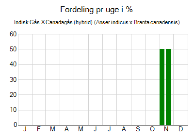 Indisk Gås X Canadagås (hybrid) - ugentlig fordeling