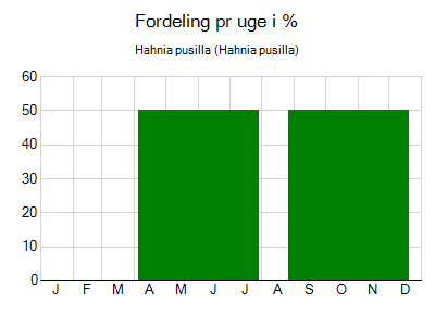 Hahnia pusilla - ugentlig fordeling