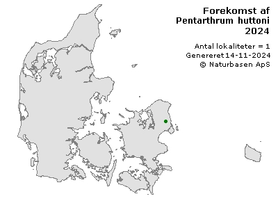 Pentarthrum huttoni - udbredelseskort