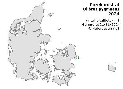 Olibrus pygmaeus - udbredelseskort