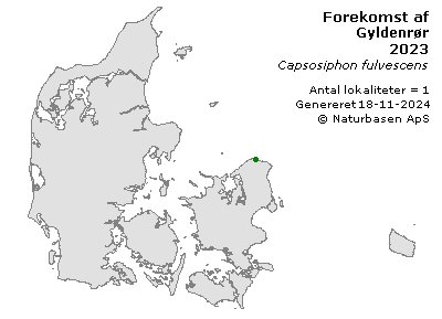 Gyldenrør - udbredelseskort