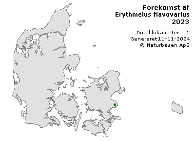 Erythmelus flavovarius - udbredelseskort