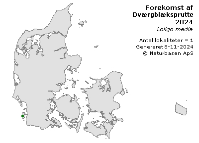 Dværgblæksprutte - udbredelseskort