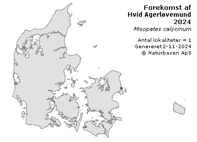 Hvid Agerløvemund - udbredelseskort