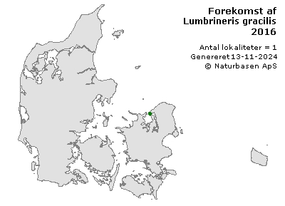 Lumbrineris gracilis - udbredelseskort