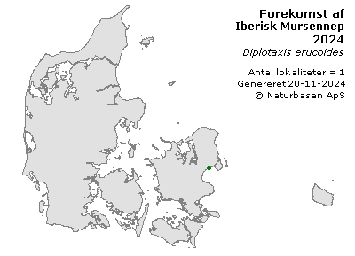 Iberisk Mursennep - udbredelseskort