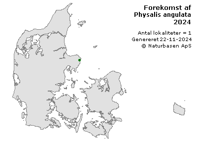 Physalis angulata - udbredelseskort