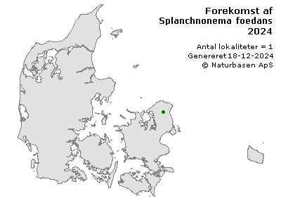 Splanchnonema foedans - udbredelseskort