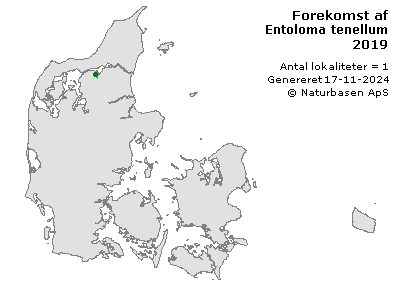 Entoloma tenellum - udbredelseskort