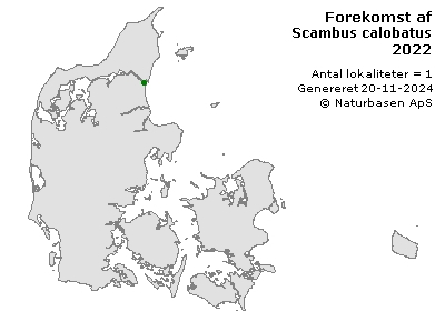 Scambus calobatus - udbredelseskort