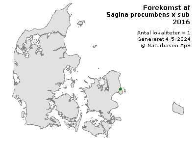 Sagina procumbens x subulata - udbredelseskort