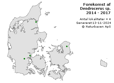 Dendrocerus sp. - udbredelseskort