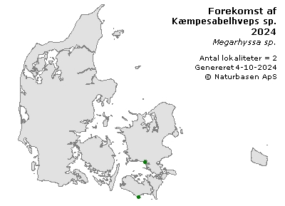 Kæmpesabelhveps sp. - udbredelseskort