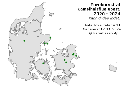 Kamelhalsflue ubest. - udbredelseskort