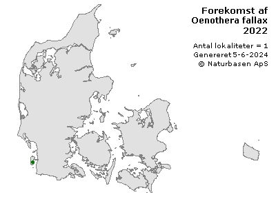 Oenothera fallax - udbredelseskort