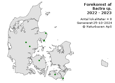 Bactra sp. - udbredelseskort