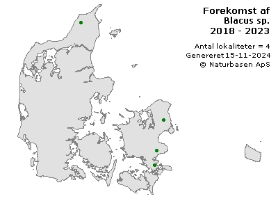 Blacus sp. - udbredelseskort