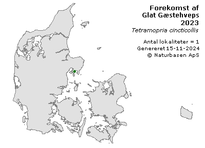 Glat Gæstehveps - udbredelseskort