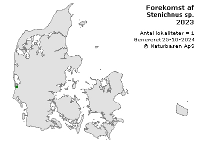 Stenichnus sp. - udbredelseskort